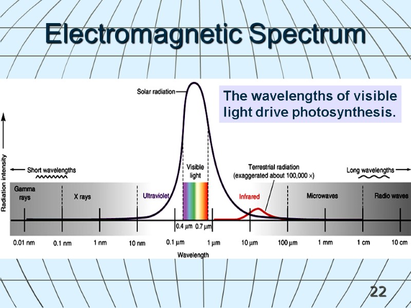 22 The wavelengths of visible light drive photosynthesis. Electromagnetic Spectrum